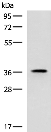 Anti-USP50 Rabbit Polyclonal Antibody