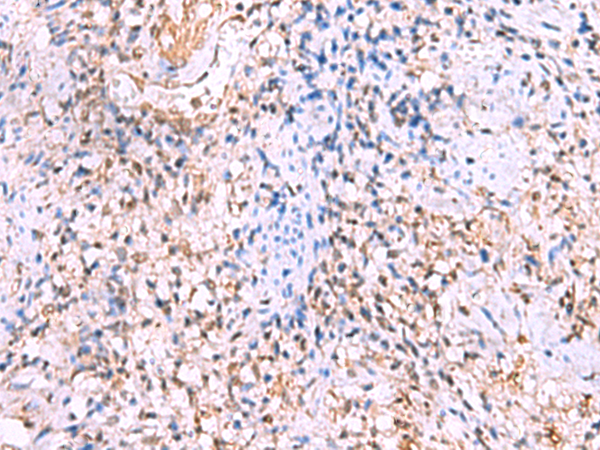 Anti-ITSN2 Rabbit Polyclonal Antibody