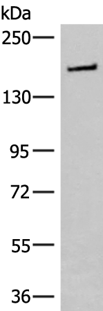 Anti-ITSN2 Rabbit Polyclonal Antibody
