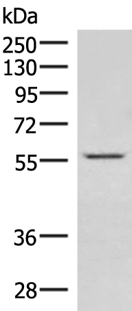 Anti-IPPK Rabbit Polyclonal Antibody