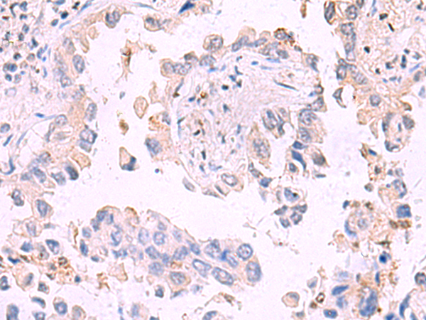 Anti-IRGC Rabbit Polyclonal Antibody