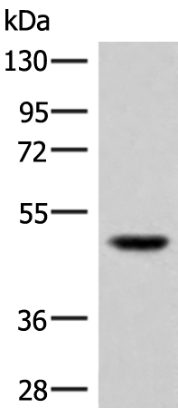 Anti-IRGC Rabbit Polyclonal Antibody