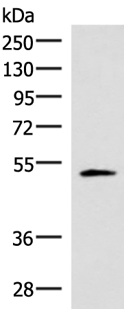 Anti-IRX1 Rabbit Polyclonal Antibody