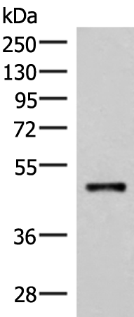 Anti-IRX2 Rabbit Polyclonal Antibody