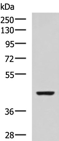 Anti-ISL2 Rabbit Polyclonal Antibody