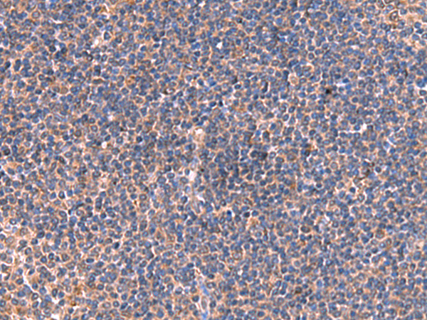 Anti-ISM1 Rabbit Polyclonal Antibody