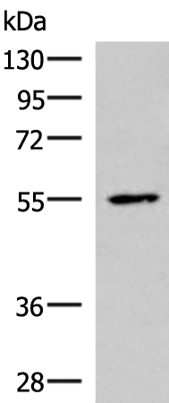 Anti-ISM1 Rabbit Polyclonal Antibody