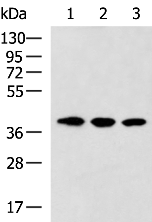 Anti-ISY1 Rabbit Polyclonal Antibody