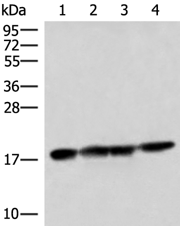 Anti-PEMT Rabbit Polyclonal Antibody