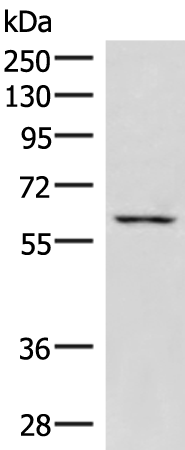 Anti-JRKL Rabbit Polyclonal Antibody