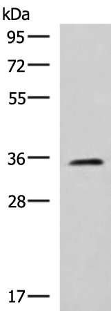 Anti-JAM3 Rabbit Polyclonal Antibody