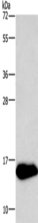 Anti-Neurogranin Rabbit Polyclonal Antibody