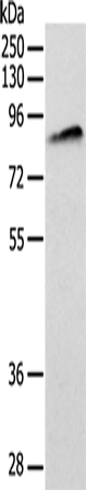 Anti-Anthrax Toxin Receptor 1 Rabbit Polyclonal Antibody
