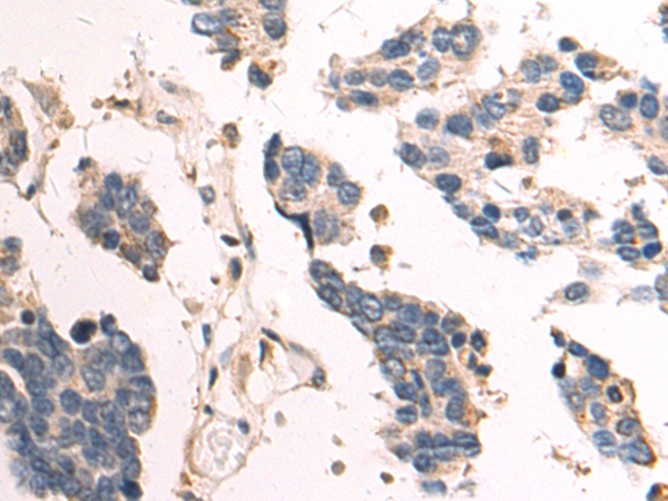 Anti-Caspase 7 Rabbit Polyclonal Antibody