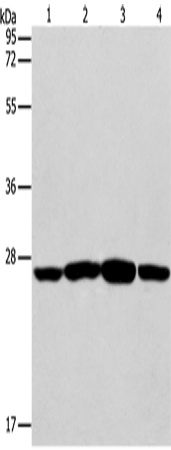 Anti-Caspase 14 Rabbit Polyclonal Antibody