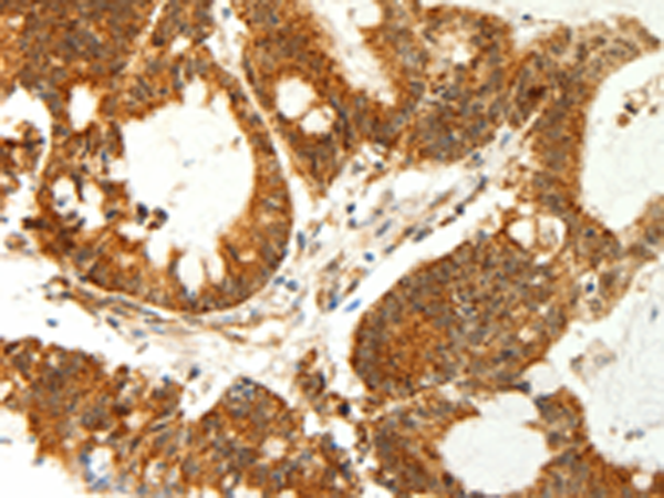 Anti-COX7B Rabbit Polyclonal Antibody