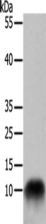 Anti-COX7B Rabbit Polyclonal Antibody