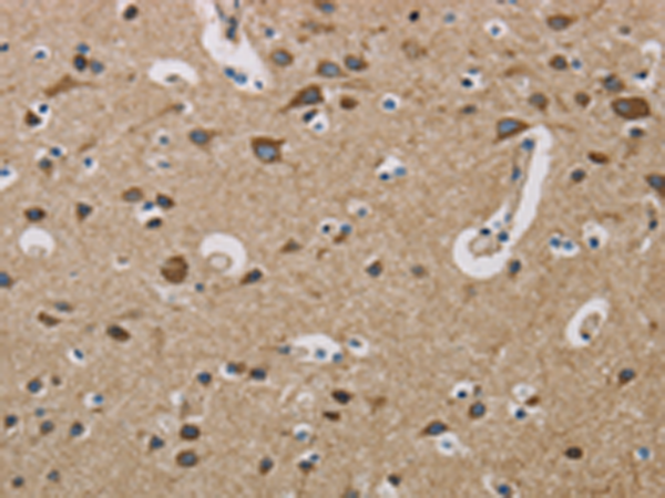 Anti-COX6B1 Rabbit Polyclonal Antibody
