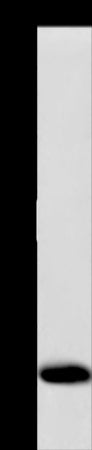 Anti-COX6B1 Rabbit Polyclonal Antibody