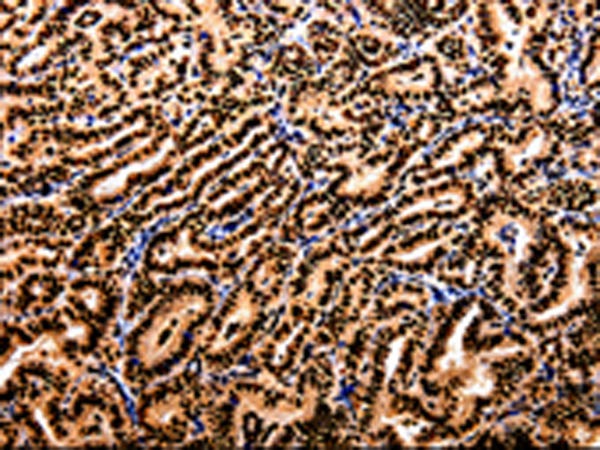 Anti-APIP Rabbit Polyclonal Antibody