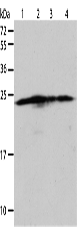 Anti-Bak Rabbit Polyclonal Antibody