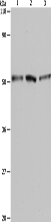 Anti-BAG5 Rabbit Polyclonal Antibody