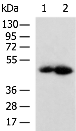 Anti-IL-13 Receptor alpha 1 Rabbit Polyclonal Antibody