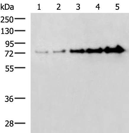 Anti-Bovine Serum Albumin Rabbit Polyclonal Antibody