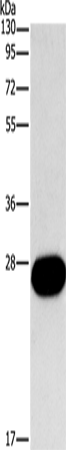 Anti-FGF9 Rabbit Polyclonal Antibody