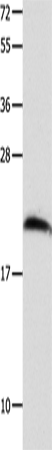 Anti-FGF12 Rabbit Polyclonal Antibody