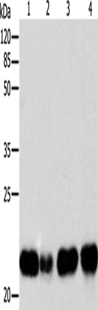 Anti-Bid Rabbit Polyclonal Antibody