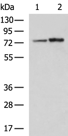 Anti-CAPN6 Rabbit Polyclonal Antibody
