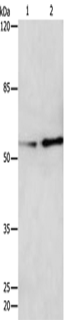Anti-CAP1 Rabbit Polyclonal Antibody