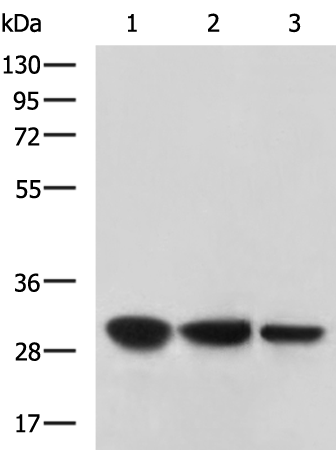Anti-Carbonic Anhydrase 3 Rabbit Polyclonal Antibody