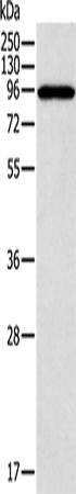 Anti-CTNNA1 Rabbit Polyclonal Antibody