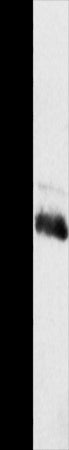 Anti-CTSH Rabbit Polyclonal Antibody