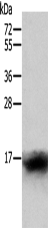 Anti-CCL24 Rabbit Polyclonal Antibody