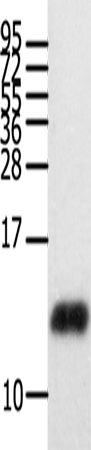 Anti-CCL28 Rabbit Polyclonal Antibody