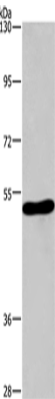 Anti-CHRM1 Rabbit Polyclonal Antibody