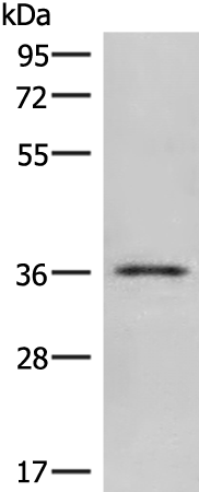 Anti-CLEC10A Rabbit Polyclonal Antibody