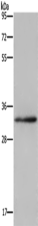 Anti-Claudin 23 Rabbit Polyclonal Antibody
