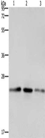 Anti-EMC8 Rabbit Polyclonal Antibody