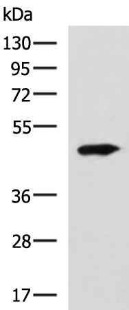 Anti-CCNJ Rabbit Polyclonal Antibody