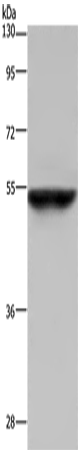 Anti-Cytochrome P450 3A4 Rabbit Polyclonal Antibody
