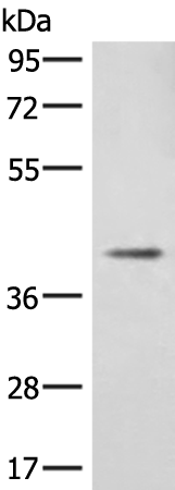 Anti-DCN Rabbit Polyclonal Antibody
