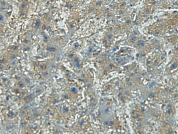 Anti-DAP3 Rabbit Polyclonal Antibody