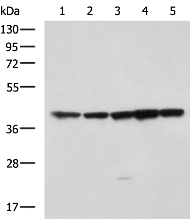 Anti-DAP3 Rabbit Polyclonal Antibody