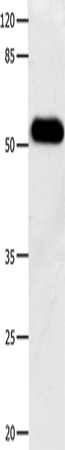 Anti-DOK3 Rabbit Polyclonal Antibody