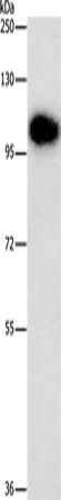 Anti-Dynamin 3 Rabbit Polyclonal Antibody