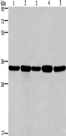 Anti-E2F6 Rabbit Polyclonal Antibody